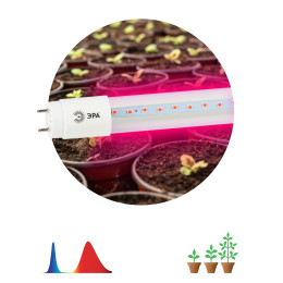 Фитолампа для растений светодиодная ЭРА FITO-9W-RB-T8-G13-NL красно-синего спектра