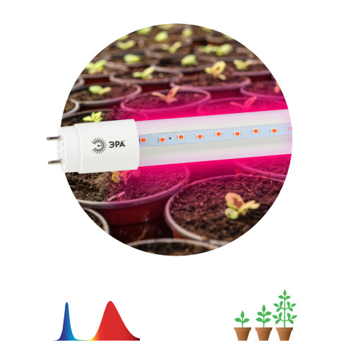 Фитолампа для растений светодиодная ЭРА FITO-9W-RB-T8-G13-NL красно-синего спектра